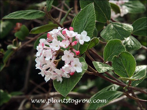 Korean Spice viburnum (Viburnum carlesii)
early May